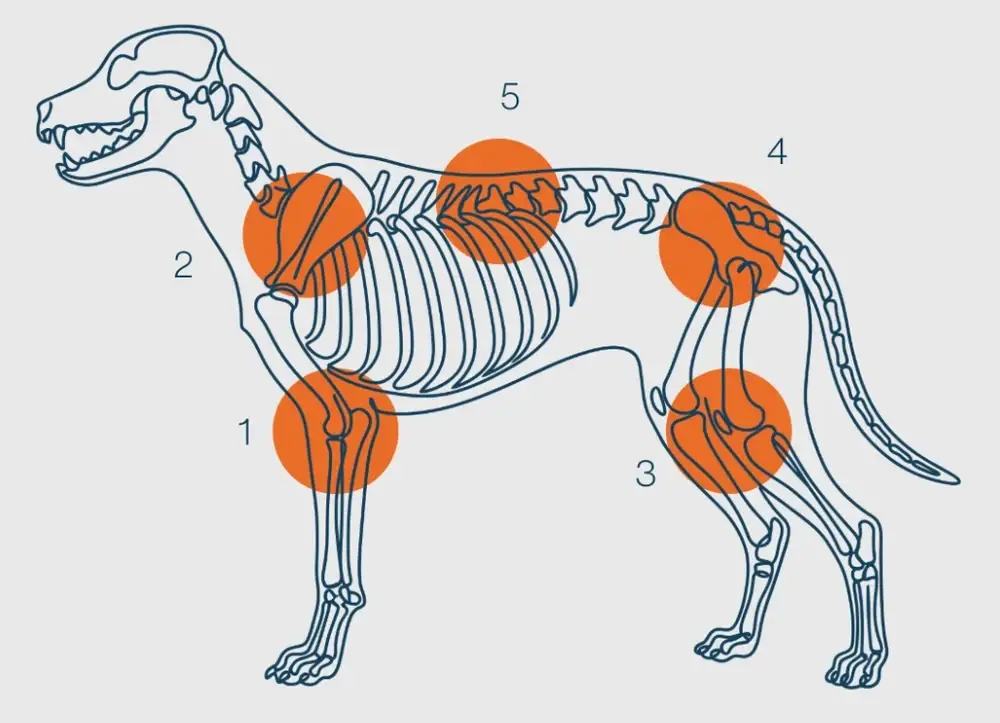 Illustration of a dog skeleton with the elbow, shoulder, stifle, hip and spine highlighted and numbered 1 to 5 for Modules 1 to 5